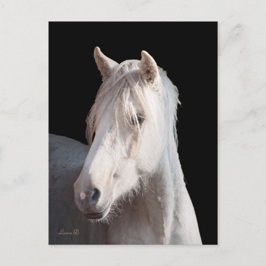 Dunalino American Bashkir Curly Postcard Postkarte (Vorderseite)