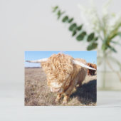 Duncan der Highland Bull Postkarte (Stehend Vorderseite)