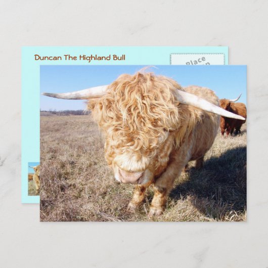 Duncan der Highland Bull Postkarte (Vorne/Hinten)