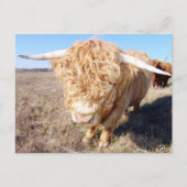 Duncan der Highland Bull Postkarte (Vorderseite)