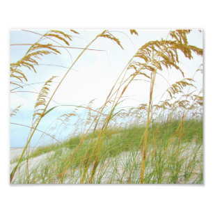 Dune Grass White Sand Beach Fotodruck