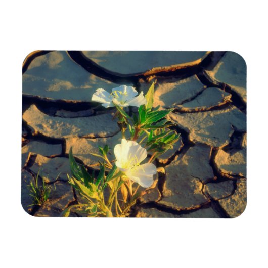 Dune Primrose wächst aus Cracked Mud Magnet (Horizontal)