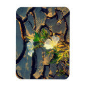 Dune Primrose wächst aus Cracked Mud Magnet (Vertikal)