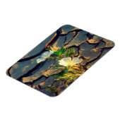 Dune Primrose wächst aus Cracked Mud Magnet (Linke Seite)