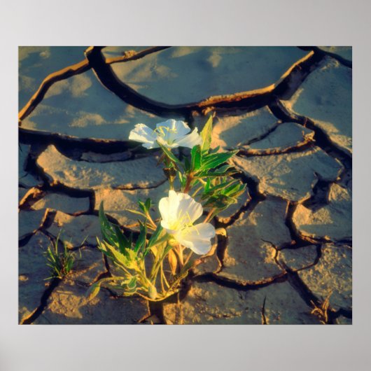 Dune Primrose wächst aus Cracked Mud Poster (Vorne)