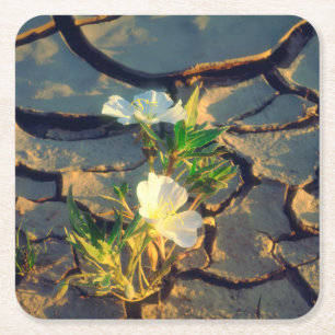 Dune Primrose wächst aus gerissenem Schlamm Rechteckiger Pappuntersetzer