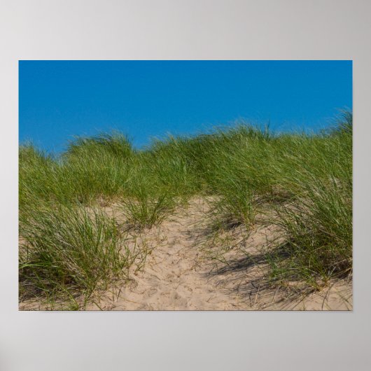 Düne und Hafer Poster (Vorne)