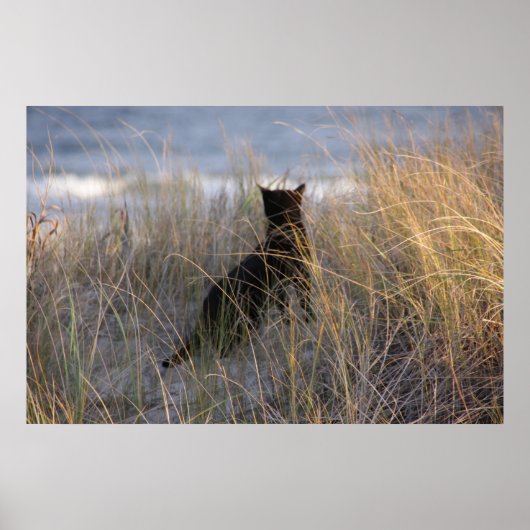 Dünen Kitty Poster (Vorne)