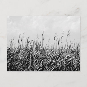 Dünen-Triptychon III Postkarte