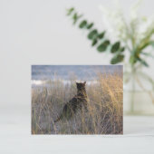 Dünenkatze Postkarte (Stehend Vorderseite)