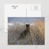 Dünenkatze Postkarte (Vorne/Hinten)