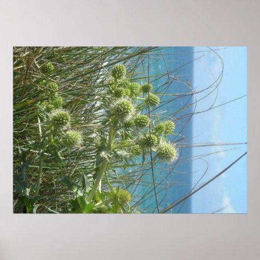 Dunes-Karden Poster (Vorne)