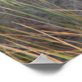 Dunes Kitty Poster (Ecke)