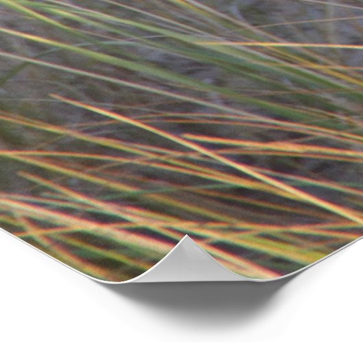 Dunes Kitty Poster (Ecke)