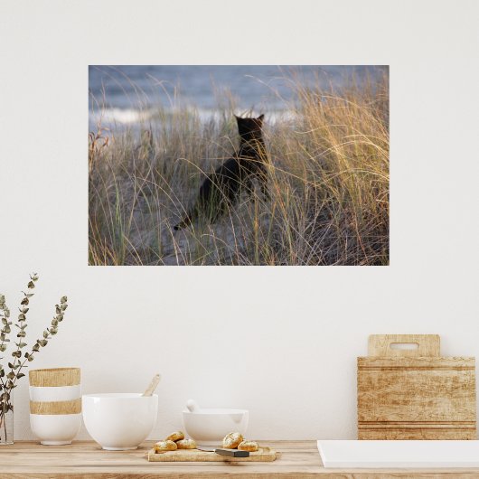Dunes Kitty Poster (Küche)