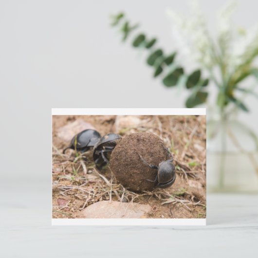 Dung Beetle Postkarte (Stehend Vorderseite)