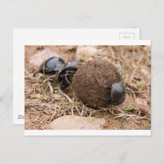 Dung Beetle Postkarte (Vorne/Hinten)