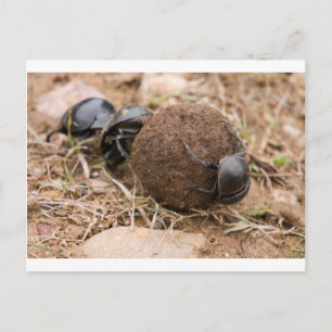 Dung Beetle Postkarte