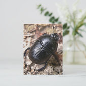 Dung Beetles Postkarte (Stehend Vorderseite)