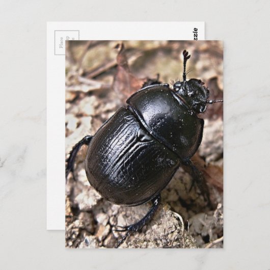 Dung Beetles Postkarte (Vorne/Hinten)