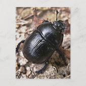 Dung Beetles Postkarte (Vorderseite)