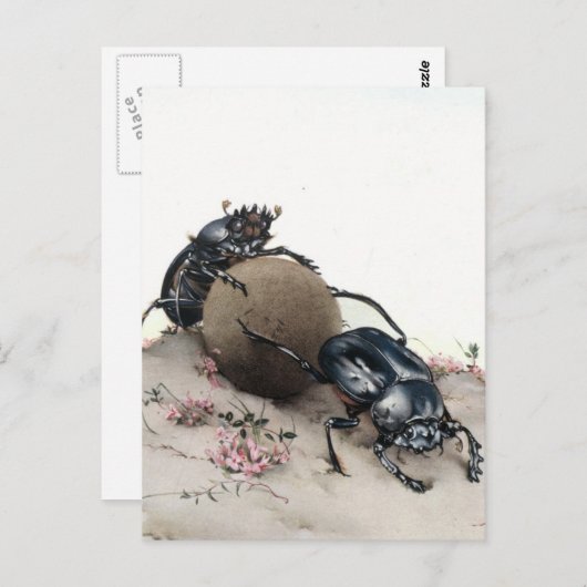 Dung Bettle Postkarte (Vorne/Hinten)