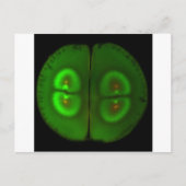 Düngefroschei Postkarte (Vorderseite)