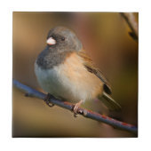 Dunkel-Mit Augen Junco an der Limbe Fliese (Vorderseite)