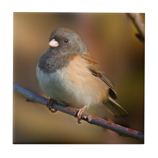 Dunkel-Mit Augen Junco an der Limbe Fliese (Vorderseite)