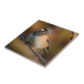 Dunkel-Mit Augen Junco an der Limbe Fliese (Seite)