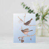 Dunkel-Mit Augen Junco Audubon-Schneebären auf der Postkarte (Stehend Vorderseite)
