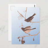 Dunkel-Mit Augen Junco Audubon-Schneebären auf der Postkarte (Vorne/Hinten)