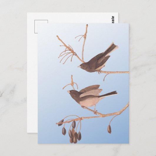 Dunkel-Mit Augen Junco Audubon-Schneebären auf der Postkarte (Vorne/Hinten)