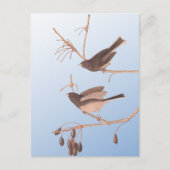Dunkel-Mit Augen Junco Audubon-Schneebären auf der Postkarte (Vorderseite)