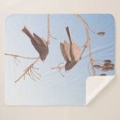 Dunkel-Mit Augen Junco Audubon-Schneebären auf der Sherpadecke (Vorderseite (Horizontal))