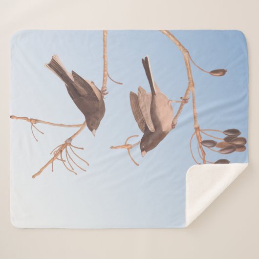 Dunkel-Mit Augen Junco Audubon-Schneebären auf der Sherpadecke (Vorderseite (Horizontal))