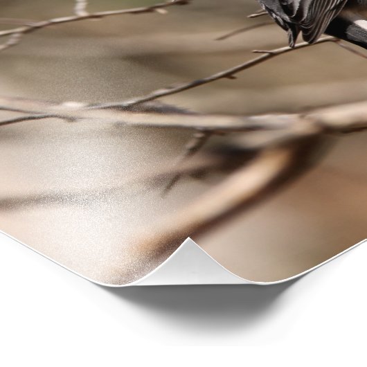 dunkel-mit Augen Junco Fotodruck (Ecke)