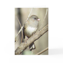 Dunkel-mit Augen Junco-Gruß-Karte