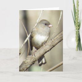 Dunkel-mit Augen Junco-Gruß-Karte Karte