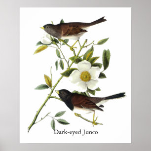 Dunkel-mit Augen Junco - John James Audubon Poster