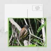 dunkel-mit Augen Junco Postkarte (Vorne/Hinten)
