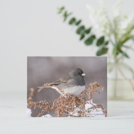 Dunkel-mit Augen Junco Postkarte (Stehend Vorderseite)