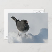 dunkel-mit Augen Junco Postkarte (Vorne/Hinten)