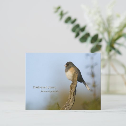 dunkel-mit Augen Junco Postkarte (Stehend Vorderseite)