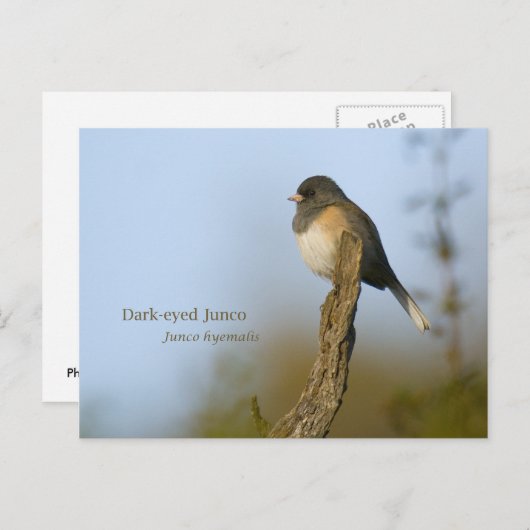 dunkel-mit Augen Junco Postkarte (Vorne/Hinten)