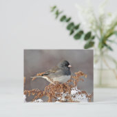 Dunkel-mit Augen Junco-Postkarte Postkarte (Stehend Vorderseite)