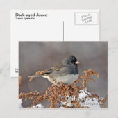 Dunkel-mit Augen Junco-Postkarte Postkarte (Vorne/Hinten)