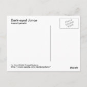 Dunkel-mit Augen Junco-Postkarte Postkarte (Rückseite)