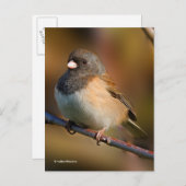 Dunkel-Mit Augen Junco-Sparrow-Songbird an der Lim Postkarte (Vorne/Hinten)