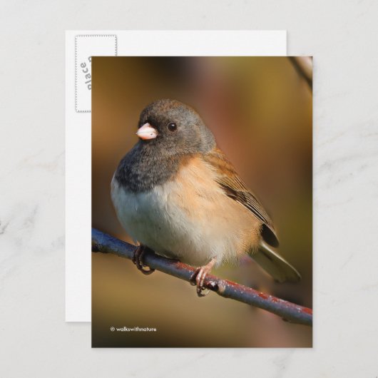 Dunkel-Mit Augen Junco-Sparrow-Songbird an der Lim Postkarte (Vorne/Hinten)